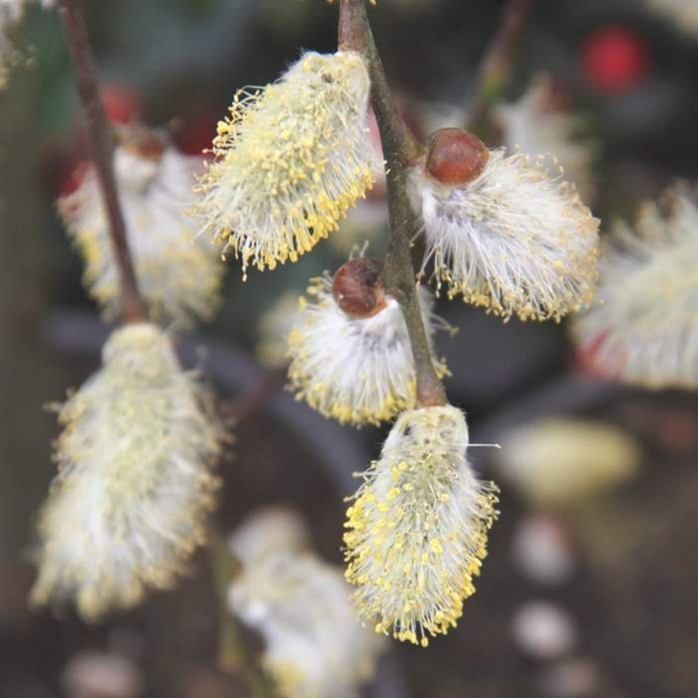 Listnaté stromky a stromy - Vrba jíva Kilmarnock výška kmínku 40cm, květináč 2 litry