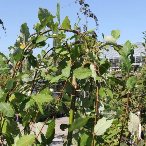 Listnaté stromky a stromy - Vrba jíva 'Pendula' kmínek 140cm