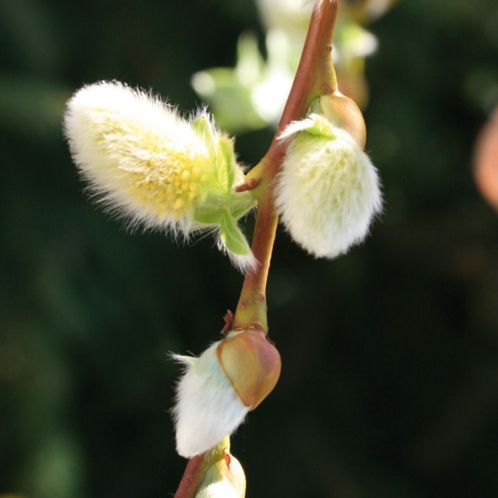 Listnaté stromky a stromy - Vrba jíva 'Pendula' kmínek 80cm, květináč 5 litrů