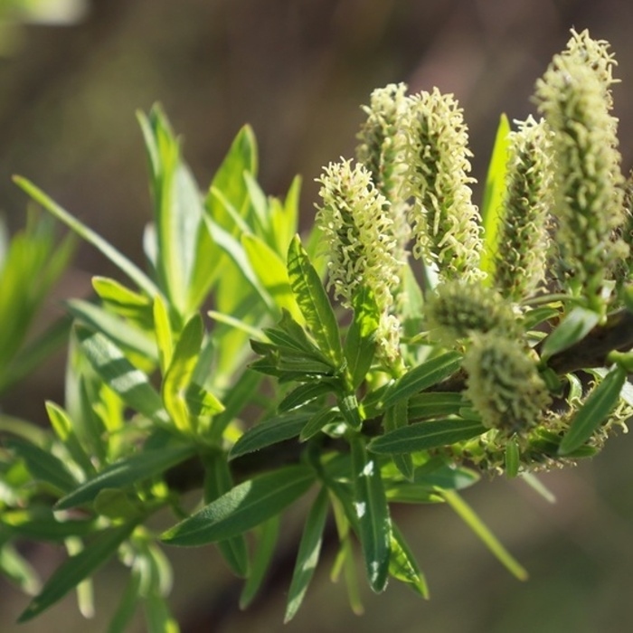Listnaté stromky a stromy - Vrba košíkářská kmínek 120cm