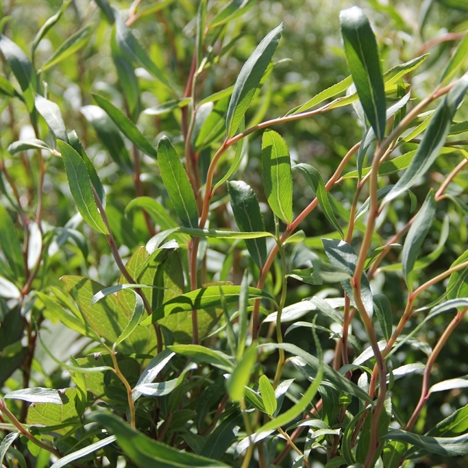 Keře okrasné listem - Vrba pokroucená výška 30/40cm, květináč 2,5 litru