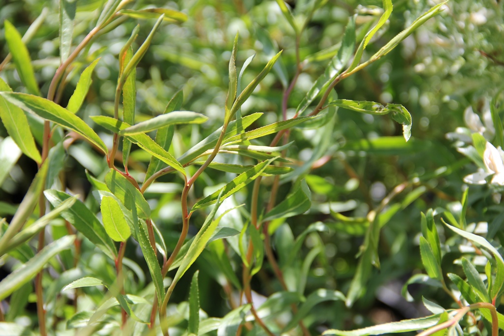 Vrba pokroucená výška 30/40cm, květináč 2,5 litru-0