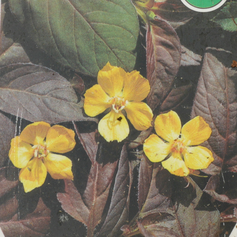 Trvalky - Vrbina 'Firecracker' 9cm