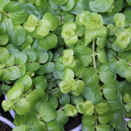 Výplňová zeleň - Vrbina penízková 4ks 11cm