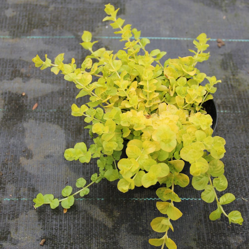 Vlhkomilné - Vrbina penízková 'Aurea' květináč 12cm