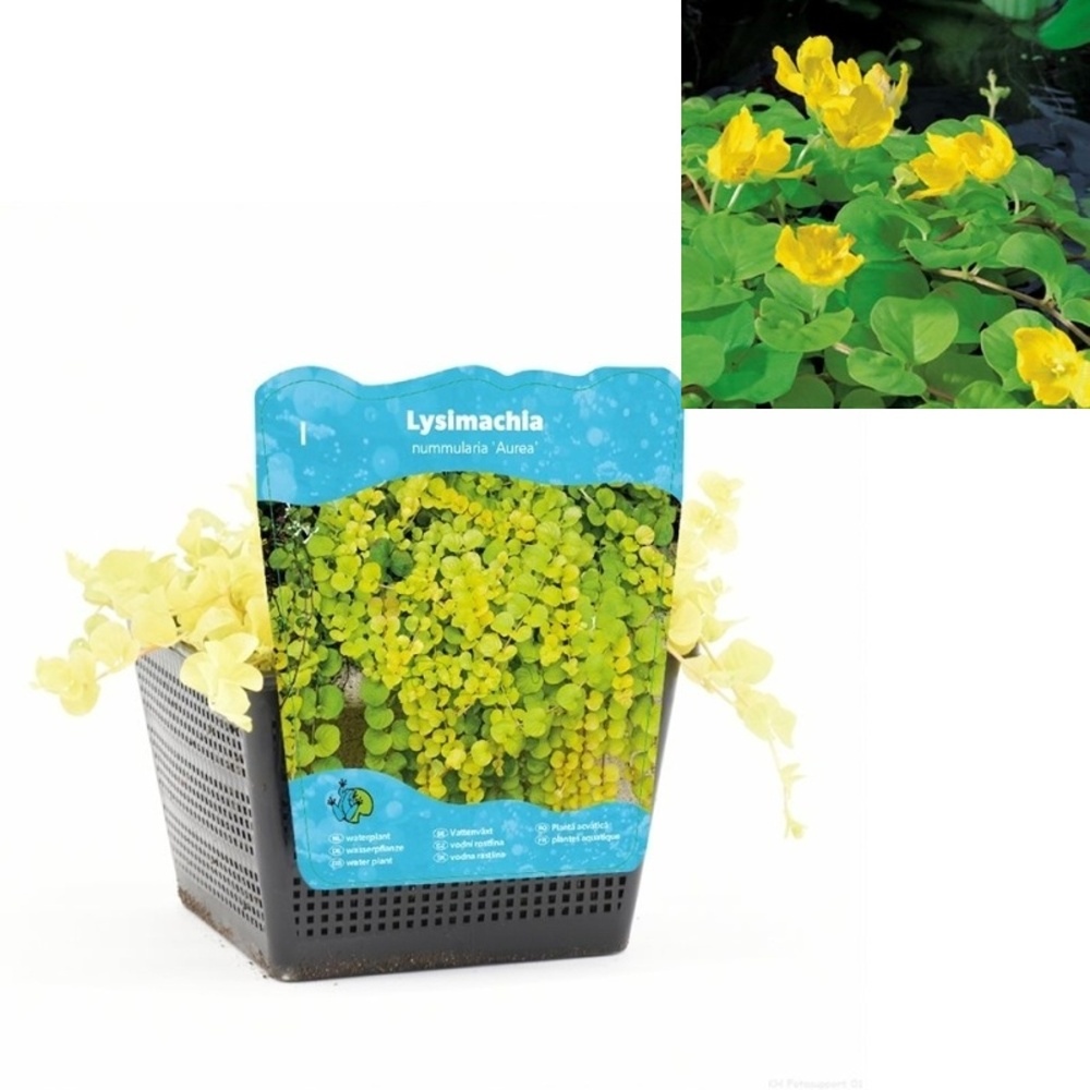 Vodní rostliny a lekníny - Vrbina penízková Aurea květináč 3 litry