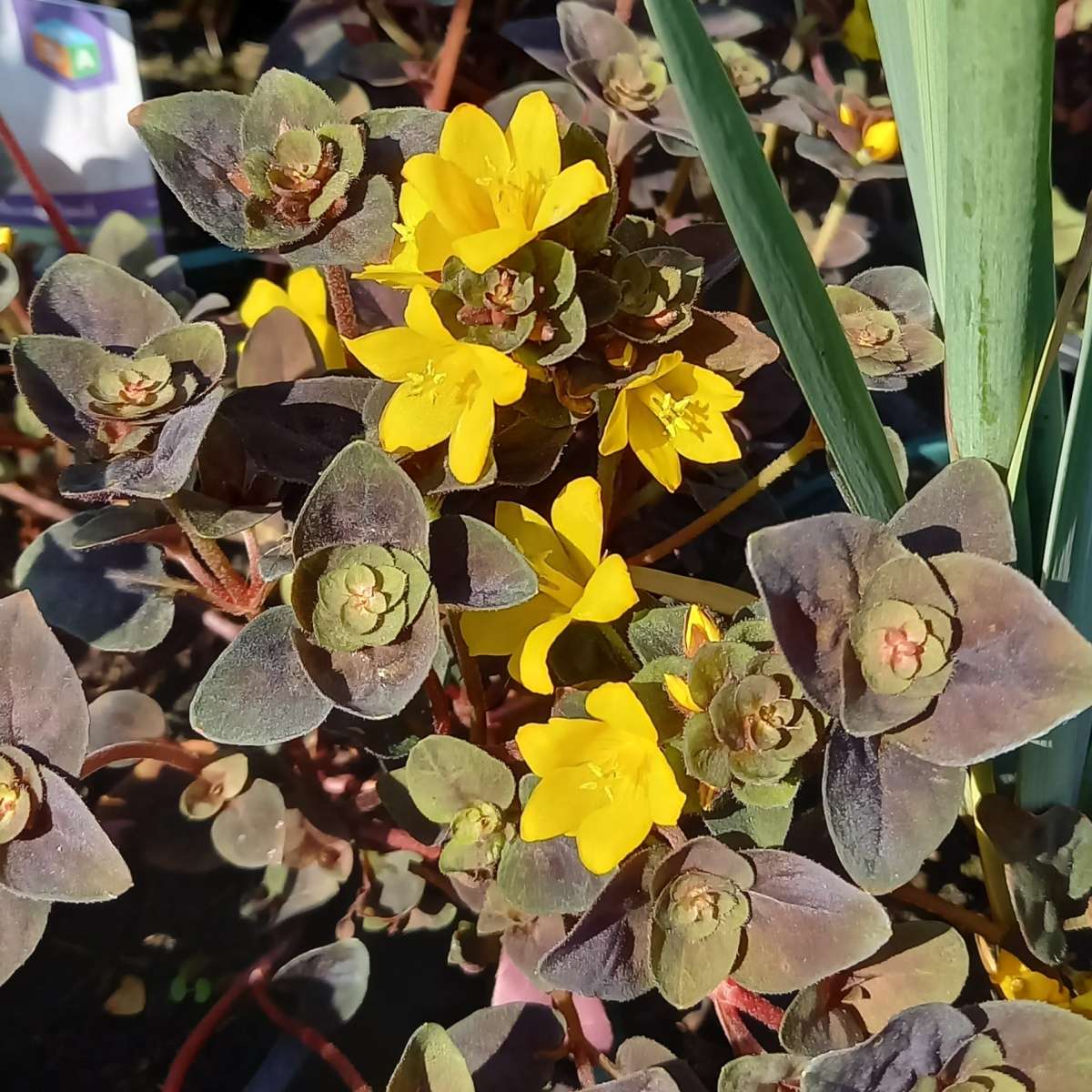 Na slunce - Vrbina Persian Chocolate květináč 2 litry