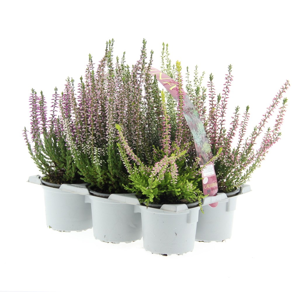 Podzimní rostliny - Vřes 6-pack
