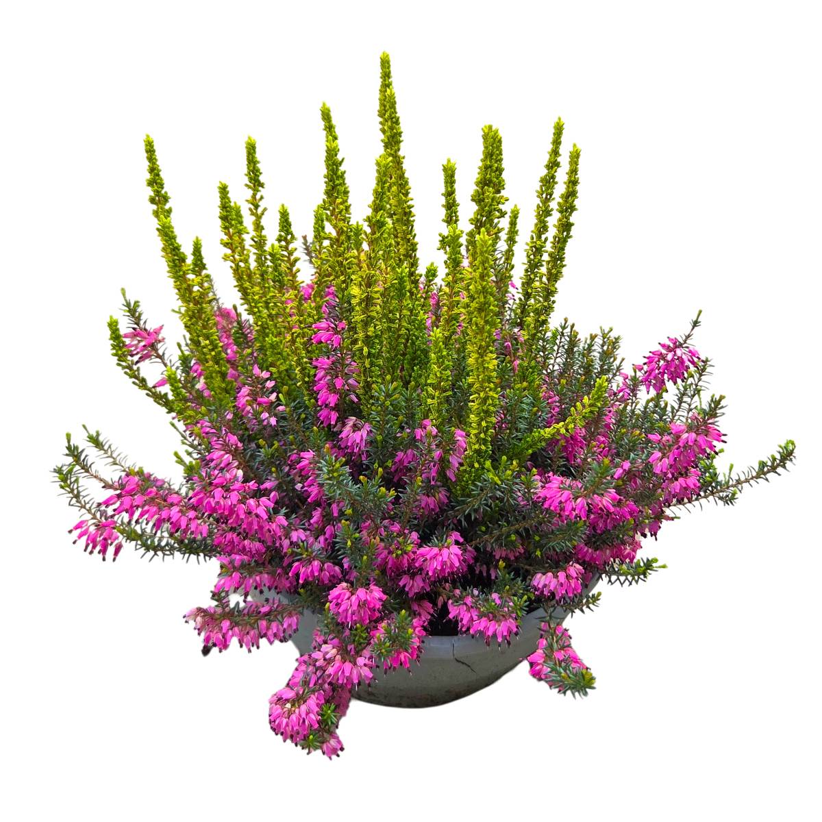 Vřesovištní rostliny - Vřes a vrěsovec Colour Crown miska 23cm