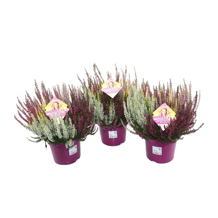 Podzimní rostliny - Vřes obecný Beauty Ladies High Five mix, květináč 17cm