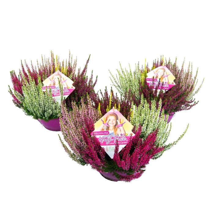 Podzimní rostliny - Vřes obecný Beauty Ladies 'High Five' mix miska 27cm