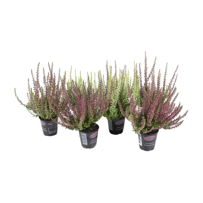 Podzimní rostliny - Vřes obecný Beauty-Ladies květináč 6,5cm