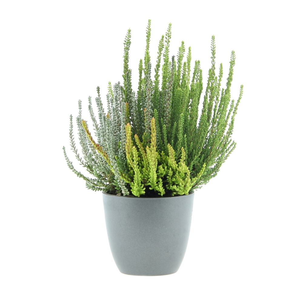 Rostliny - Vřes obecný Beauty Ladies Skyline Trio květináč 13cm