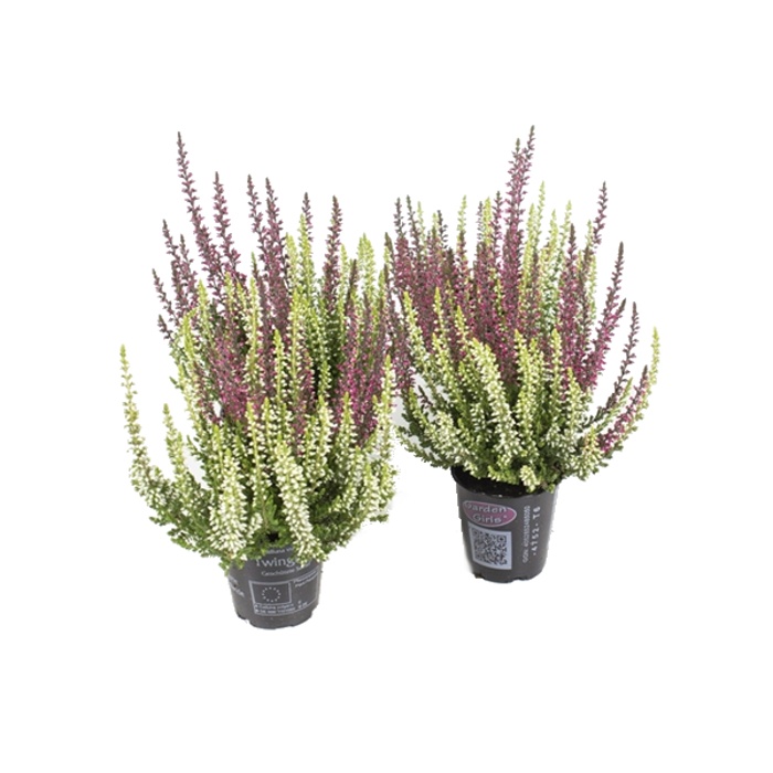 Podzimní rostliny - Vřes obecný Beauty-Ladies Twins květináč 6,5cm