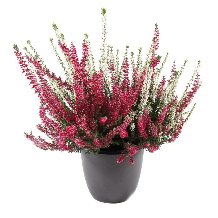 Podzimní rostliny - Vřes obecný bílo-růžový květináč 11cm