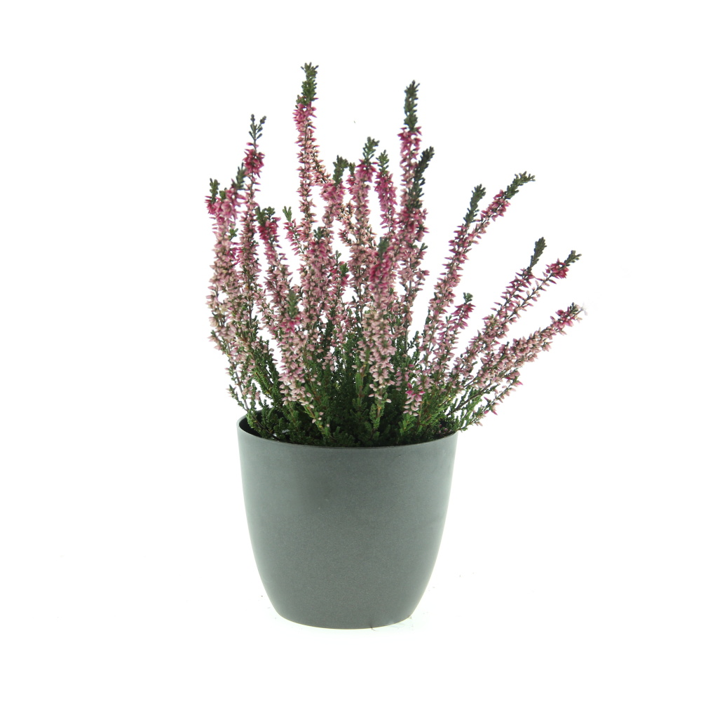 Rostliny - Vřes obecný mix, květináč 10cm