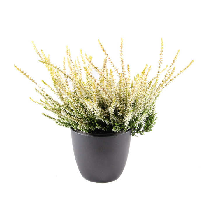 Vřes obecný mix, květináč 12cm-1