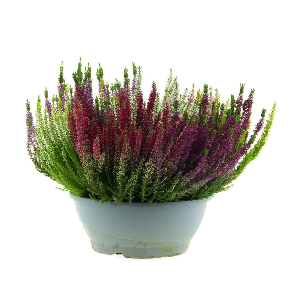 Podzimní rostliny - Vřes obecný Mosaica miska 27cm