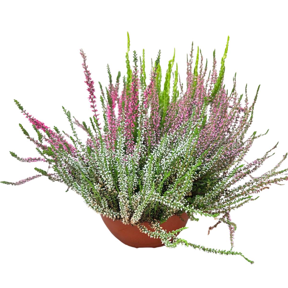 Rostliny - Vřes obecný Quattro miska 23cm