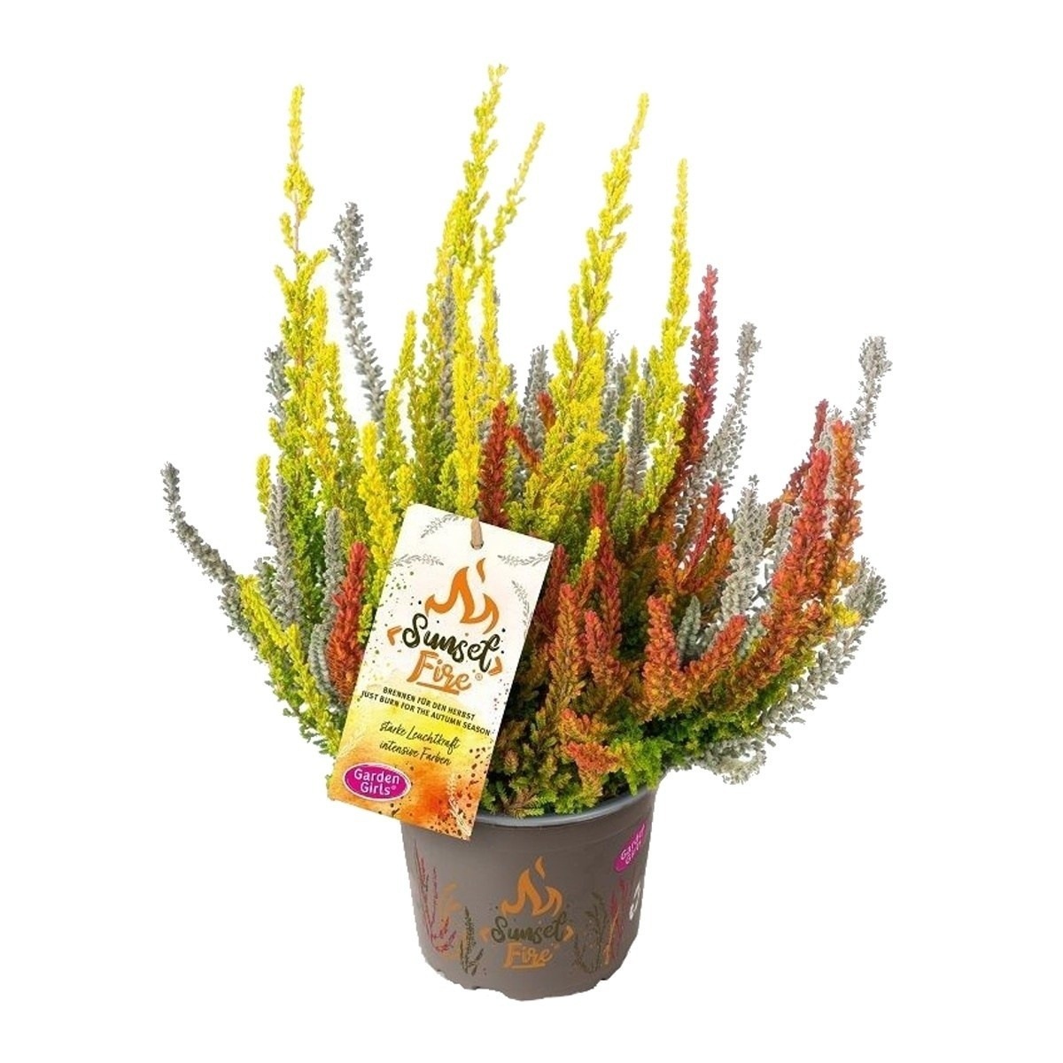 Podzimní rostliny - Vřes obecný Skyline Trio květináč 2,3 litru
