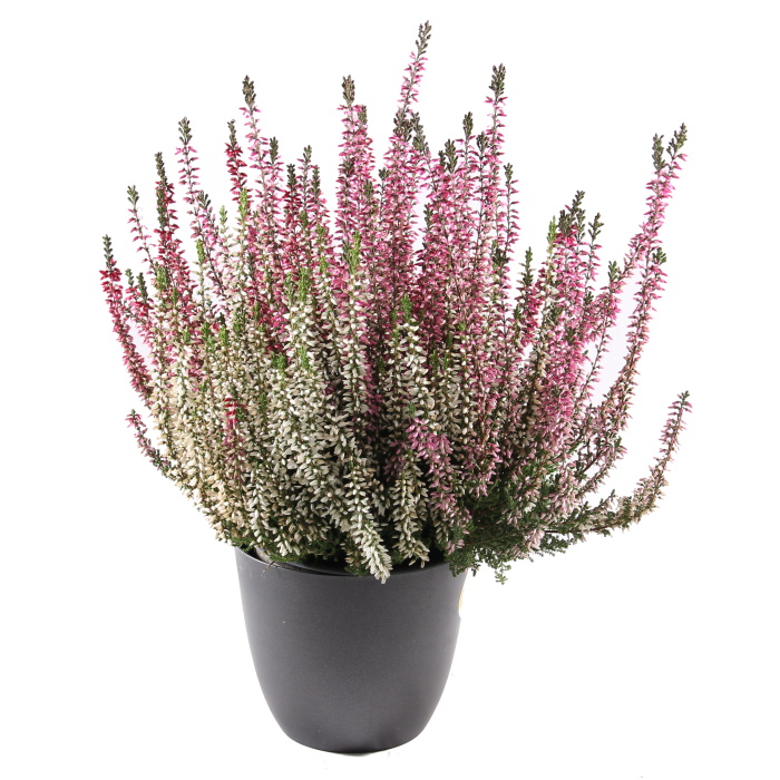 Rostliny - Vřes obecný Trios květináč 13cm