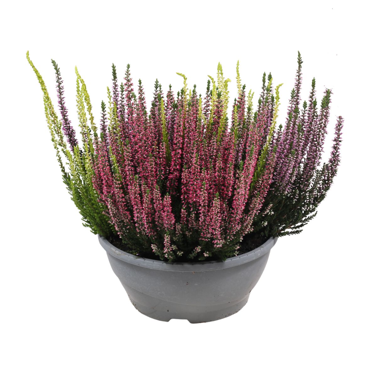 Podzimní rostliny - Vřes obecný Trios miska 23cm