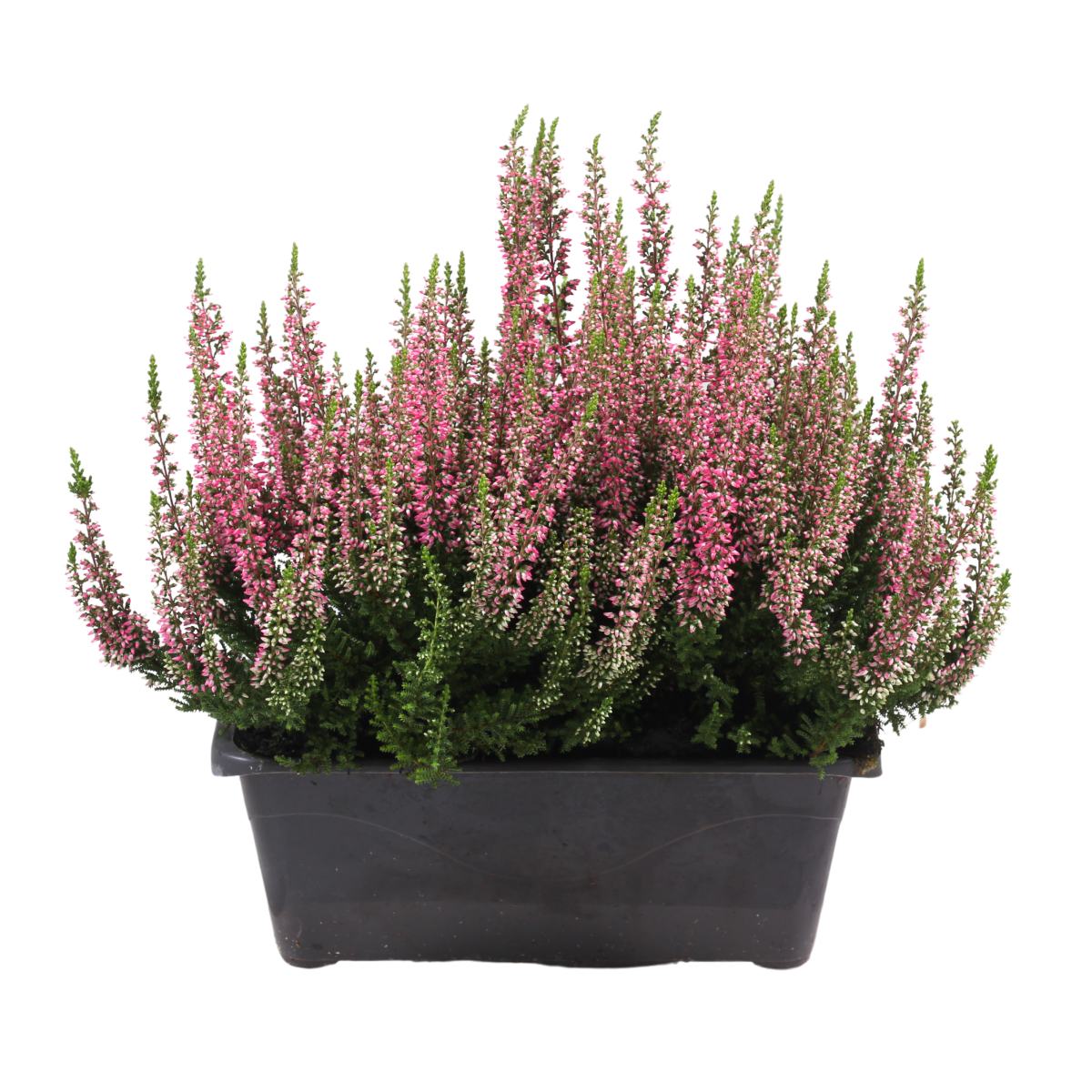 Podzimní rostliny - Vřes obecný truhlík 27cm