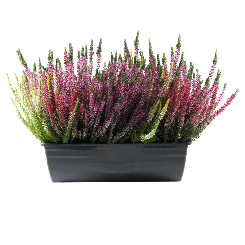 Rostliny - Vřes obecný truhlík 40cm