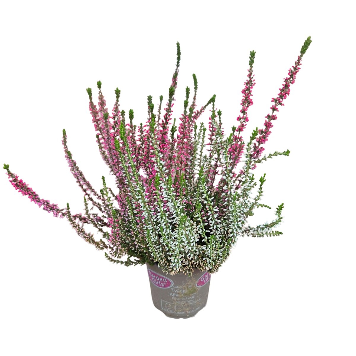 Rostliny - Vřes obecný Twins květináč 13cm