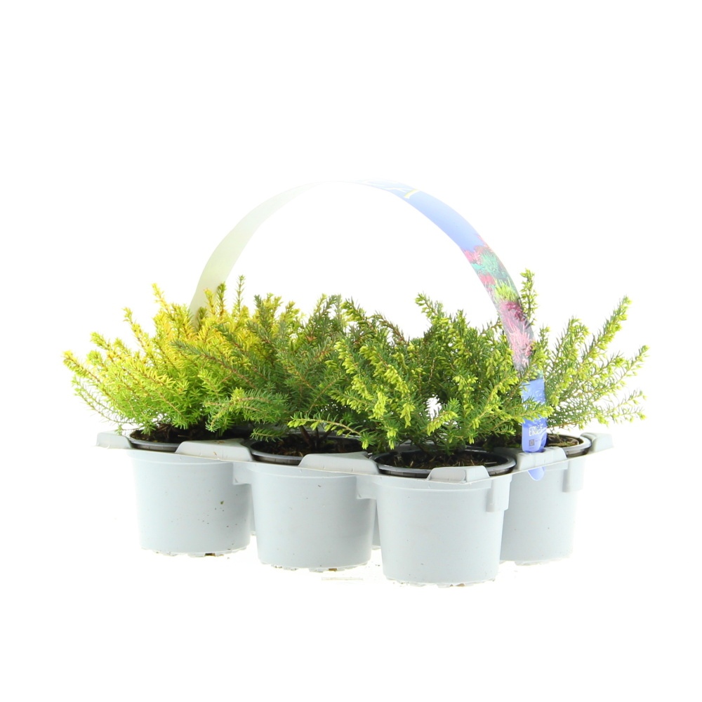 Podzimní rostliny - Vřesovce 6-pack