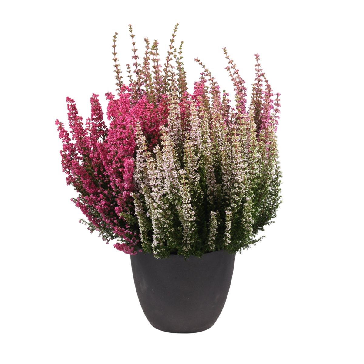 Vřesovec Beauty Queens květináč 17cm-0