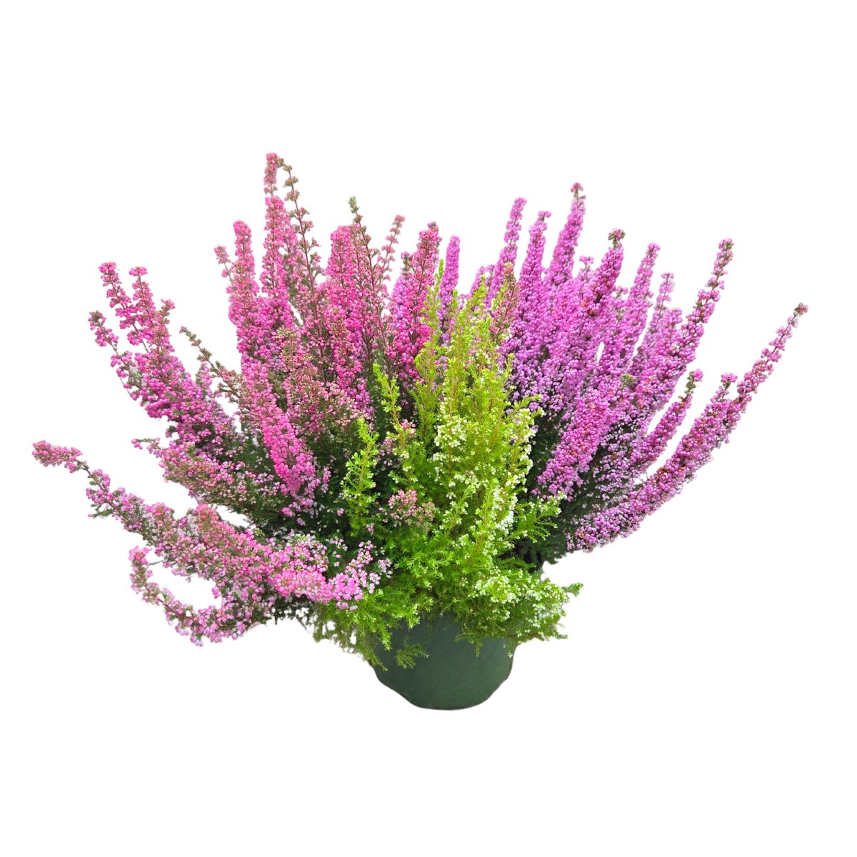 Podzimní rostliny - Vřesovec Beauty Queens Trio květináč 19cm