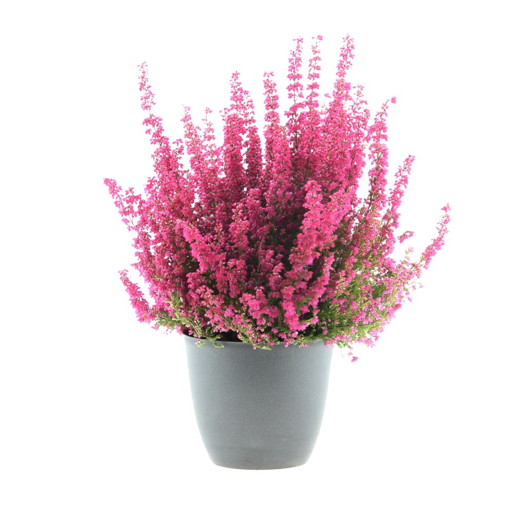 Rostliny - Vřesovec Beauty Queens