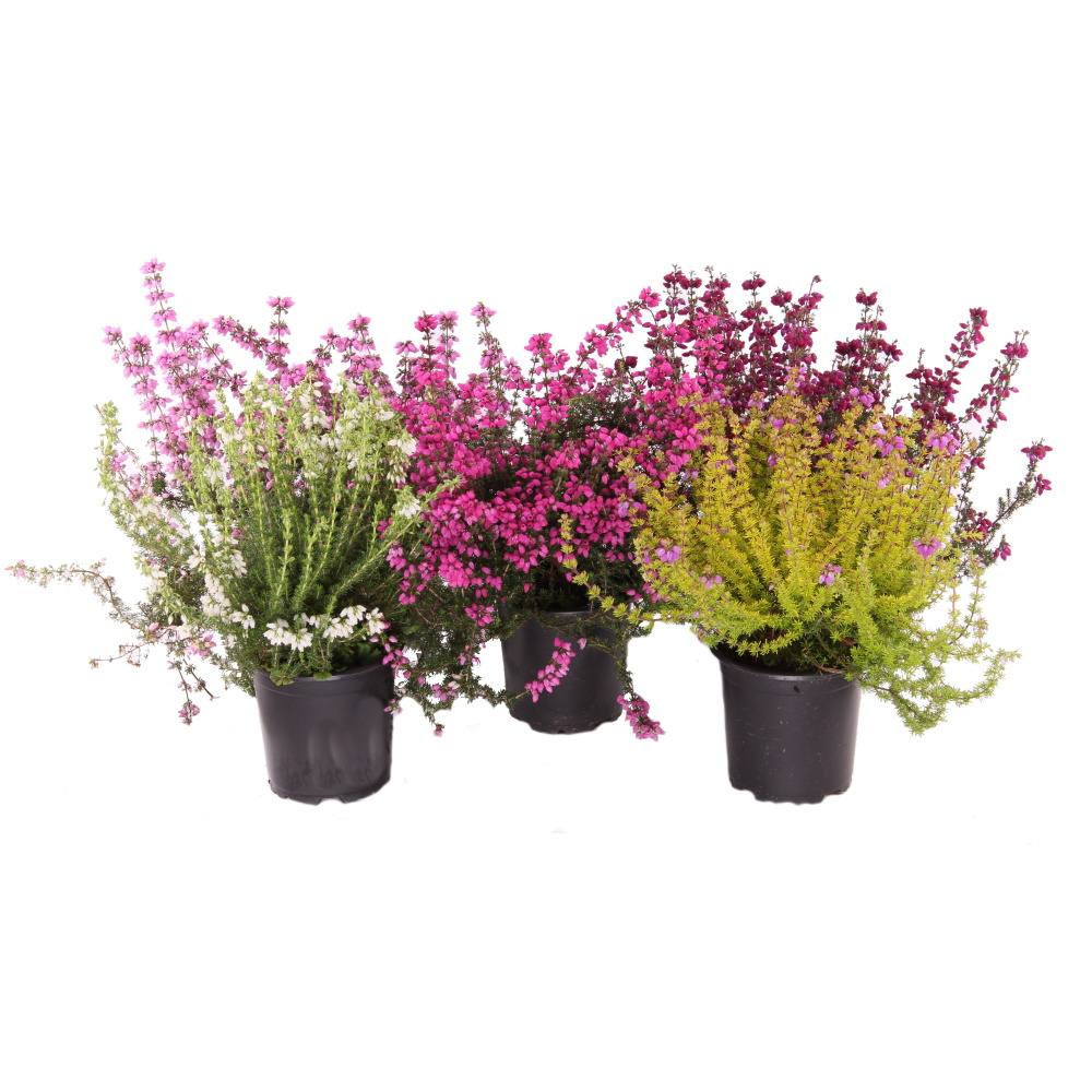 Rostliny - Vřesovec brvitý květináč 11cm