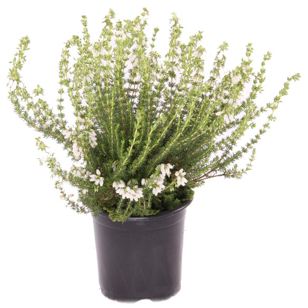 Vřesovec brvitý květináč 11cm-0