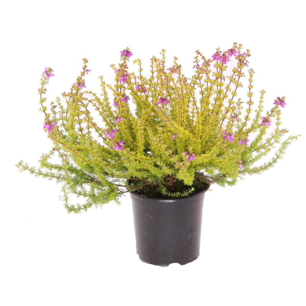 Vřesovec brvitý květináč 11cm-1