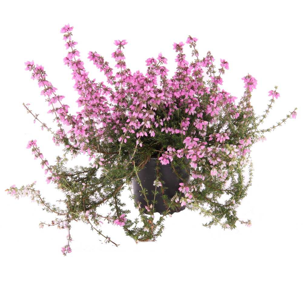 Vřesovec brvitý květináč 11cm-2