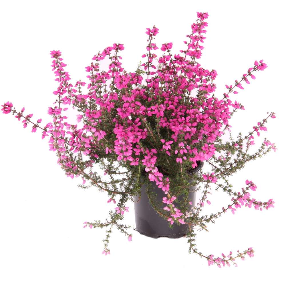 Vřesovec brvitý květináč 11cm-3