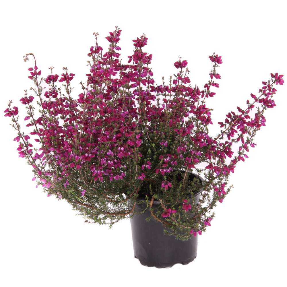 Vřesovec brvitý květináč 11cm-4