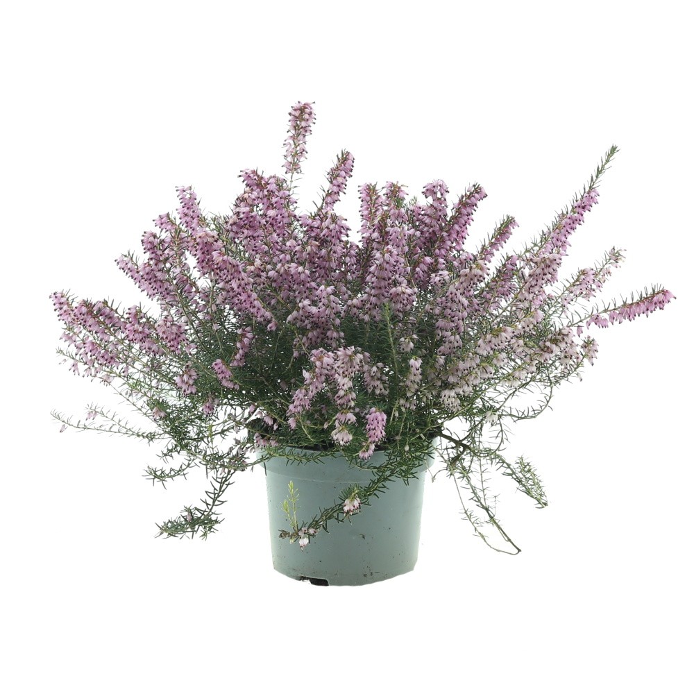 Podzimní rostliny - Vřesovec darleydalský mix, květináč 12cm