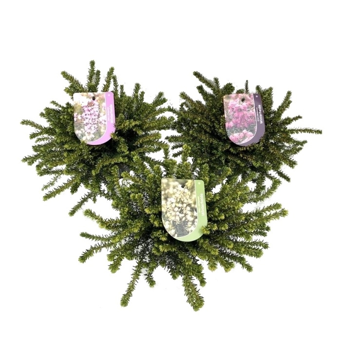 Vřesovec darleydalský mix, květináč 12cm-0