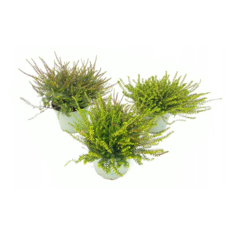 Podzimní rostliny - Vřesovec darleydalský mix květináč 17cm