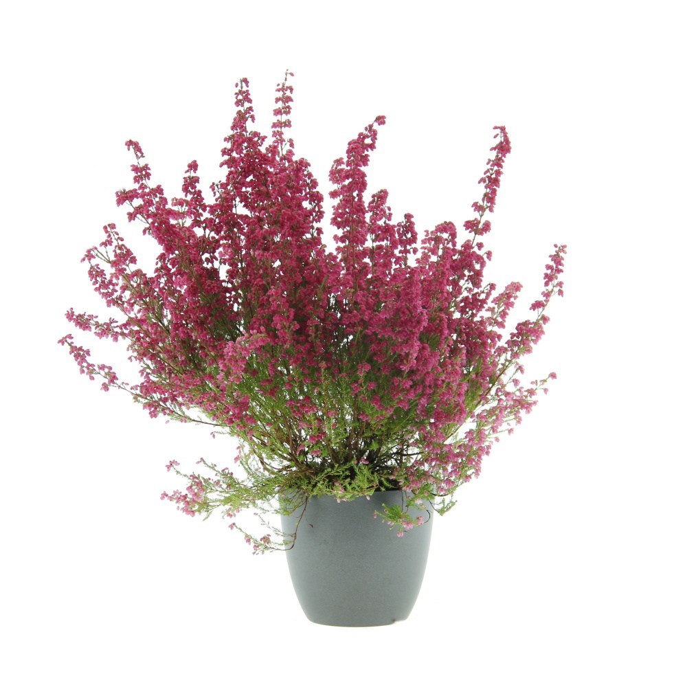 Podzimní rostliny - Vřesovec mix, květináč 11cm