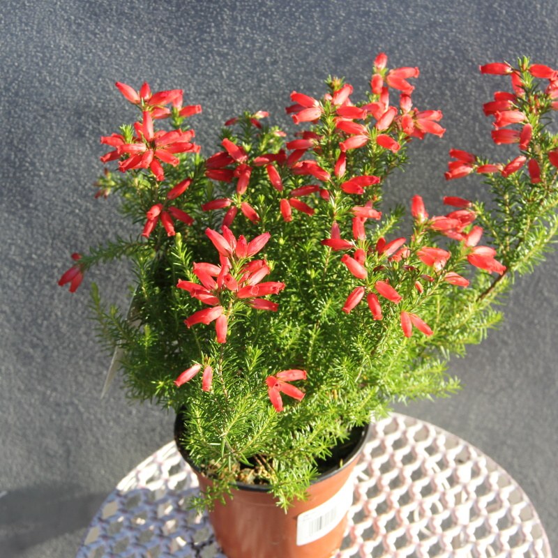 Nádobové květiny - Vřesovec okrasný červený 12cm