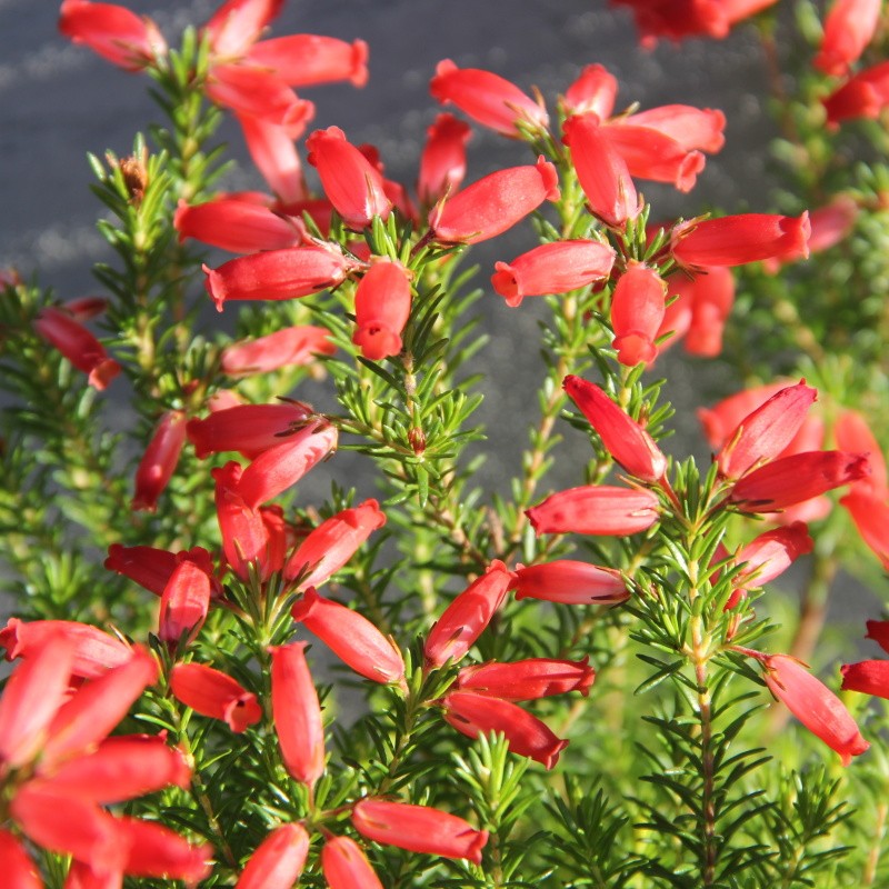 Vřesovec okrasný červený 12cm-0