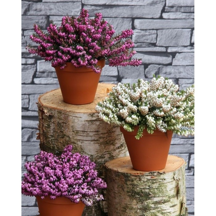 Podzimní rostliny - Vřesovec pleťový mix, květináč 1 litr