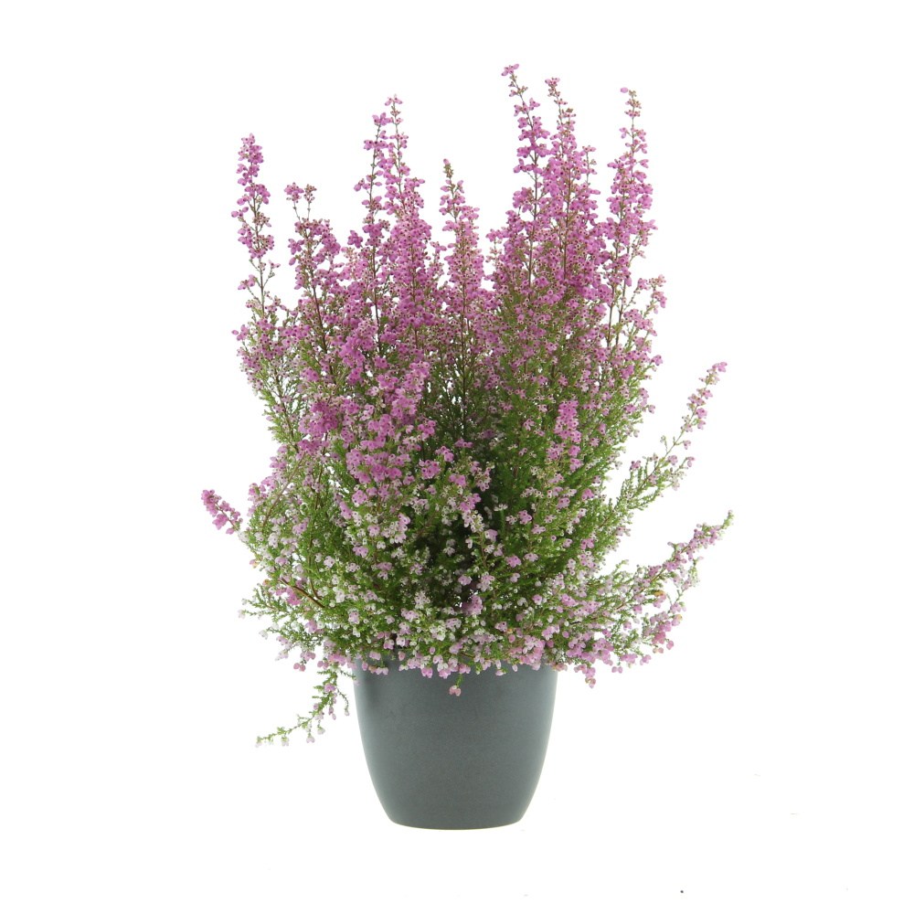 Podzimní rostliny - Vřesovec Poppy květináč 12cm