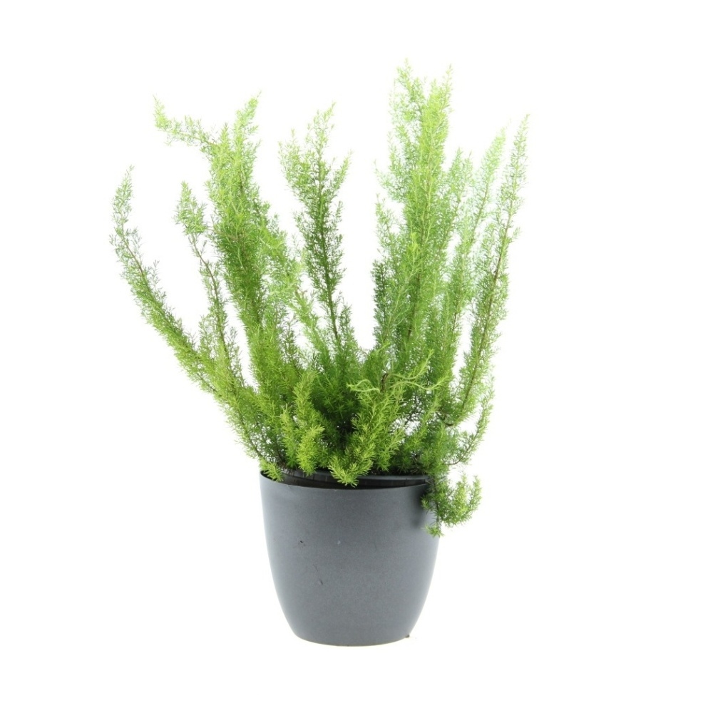 Podzimní rostliny - Vřesovec stromovitý 'Alberts Gold'