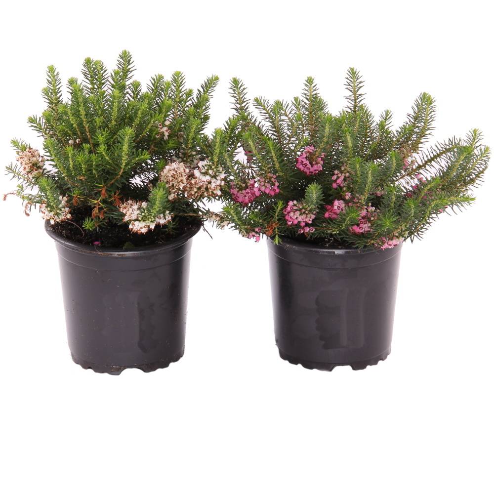 Podzimní rostliny - Vřesovec těkavý květináč 11cm