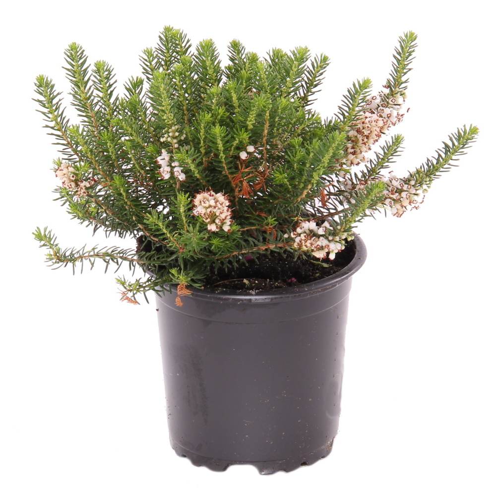 Vřesovec těkavý květináč 11cm-0